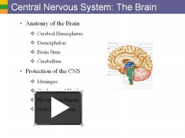 PPT – Central Nervous System: The Brain PowerPoint presentation | free ...