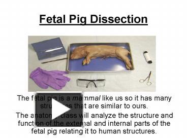 PPT – Fetal Pig Dissection PowerPoint presentation | free to download ...