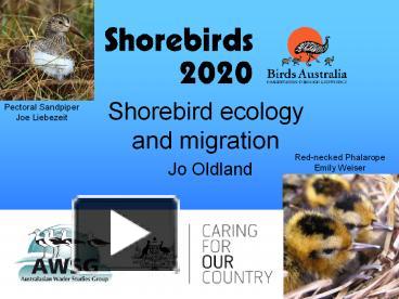 PPT – Shorebird ecology and migration PowerPoint presentation | free to ...