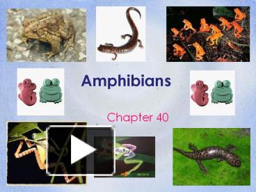 PPT – Amphibians PowerPoint presentation | free to download - id ...