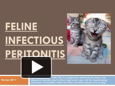 PPT – Feline Infectious Peritonitis PowerPoint presentation | free to ...