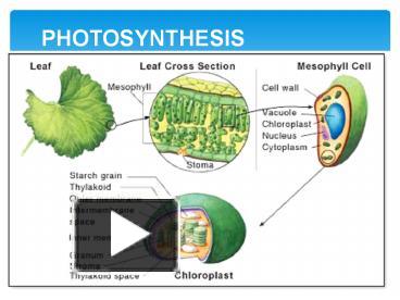 PPT – PHOTOSYNTHESIS PowerPoint presentation | free to download - id ...