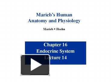 PPT – Endocrine System PowerPoint presentation | free to download - id ...