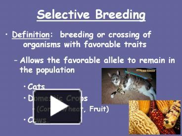 PPT – Selective Breeding PowerPoint presentation | free to view - id ...