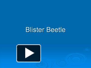 PPT – Blister Beetle PowerPoint presentation | free to download - id ...