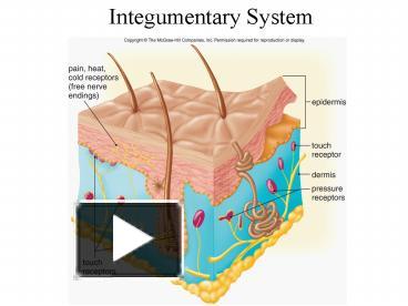 PPT – Integumentary System PowerPoint presentation | free to view - id ...