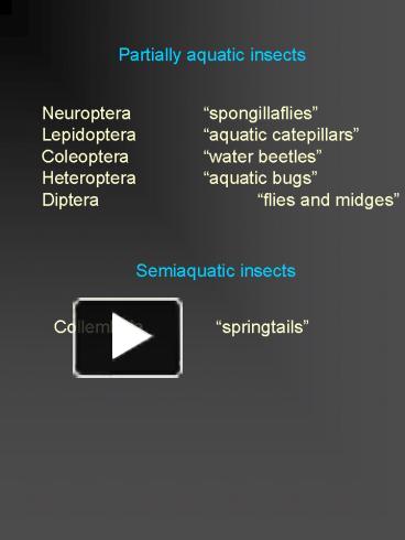 PPT – Partially aquatic insects PowerPoint presentation | free to view ...