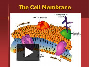 PPT – The Cell Membrane PowerPoint presentation | free to download - id ...