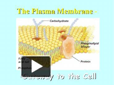 PPT – The Plasma Membrane - PowerPoint presentation | free to download ...