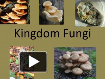 PPT – Kingdom Fungi PowerPoint presentation | free to view - id:  7be920-M2ZlN