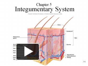 PPT – Integumentary System PowerPoint presentation | free to download ...