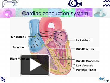 PPT – Cardiac conduction system PowerPoint presentation | free to view ...