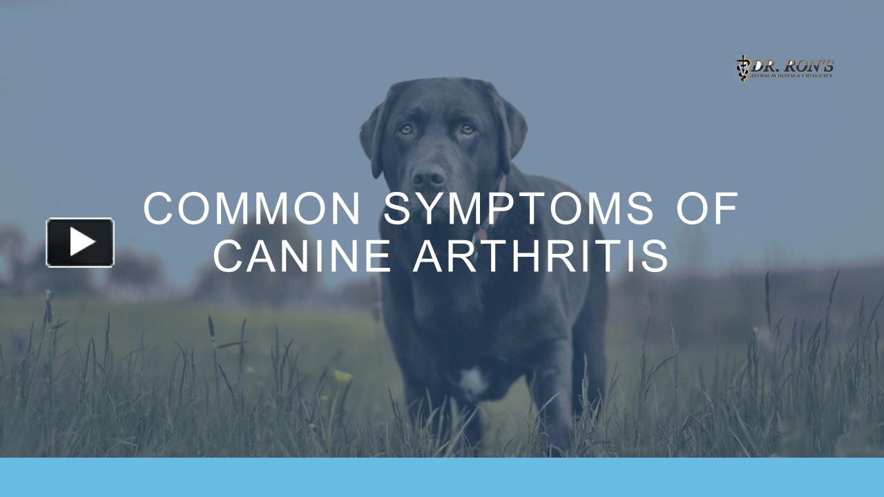 PPT – Common Symptoms of Canine Arthritis PowerPoint presentation ...