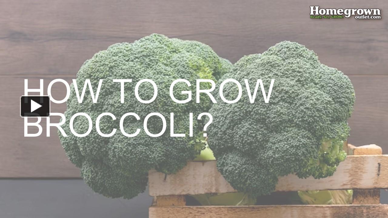 PPT – How to Grow Broccoli? PowerPoint presentation | free to download ...