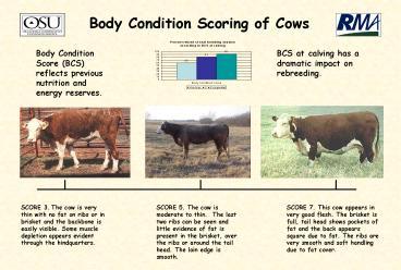 PPT – Body Condition Scoring of Cows PowerPoint presentation | free to ...