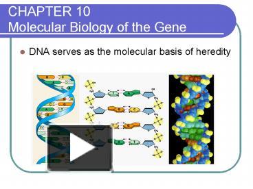 PPT – CHAPTER 10 Molecular Biology of the Gene PowerPoint presentation ...