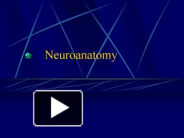 PPT – Neuroanatomy PowerPoint presentation | free to view - id: ef0eb-ZWM1N