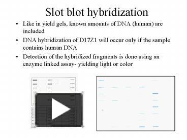 Dot And Slot Blot Ppt