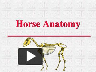 PPT – Horse Anatomy PowerPoint presentation | free to view - id: f9b6b ...